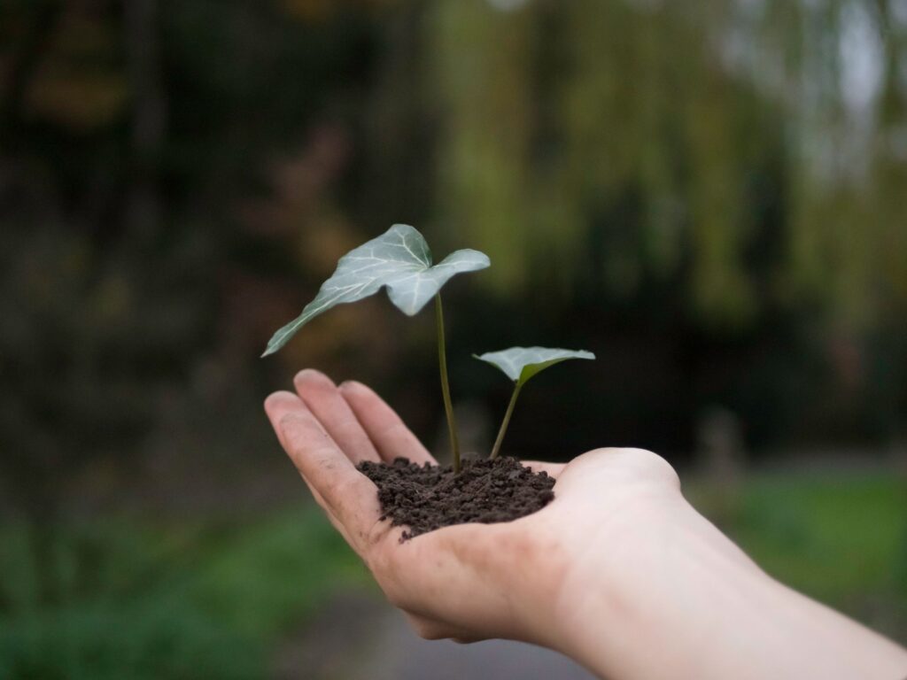 Close-up of a hand holding a sapling with soil outdoors, symbolizing growth and sustainability.
