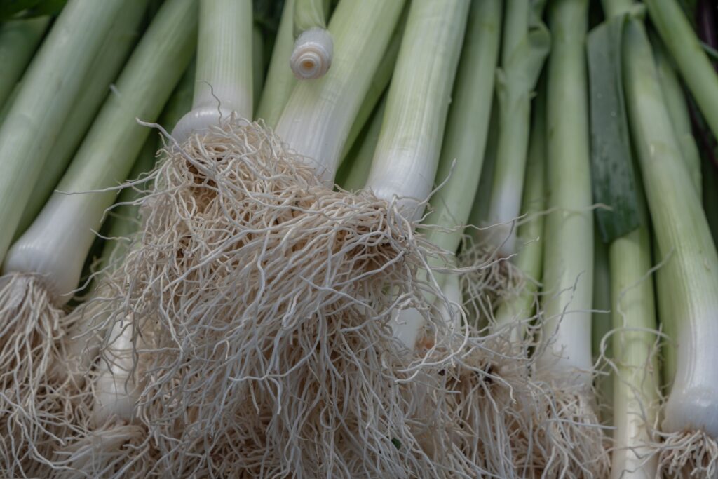 Close-up of freshly harvested leeks with roots displayed at a farmers market in İzmir, Türkiye.