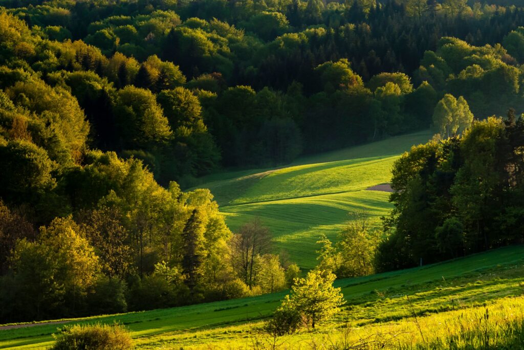 Lush green countryside landscape with sunlit fields and dense forest in the background, perfect for nature lovers.