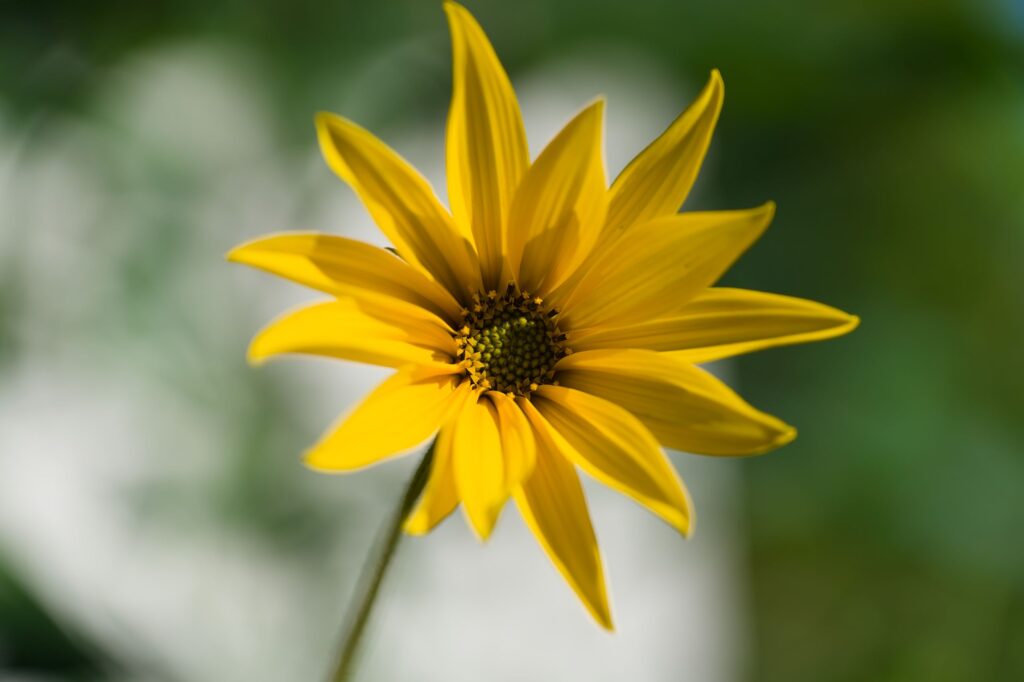 Macro shot of a single yellow Jerusalem artichoke flower with green foliage background.